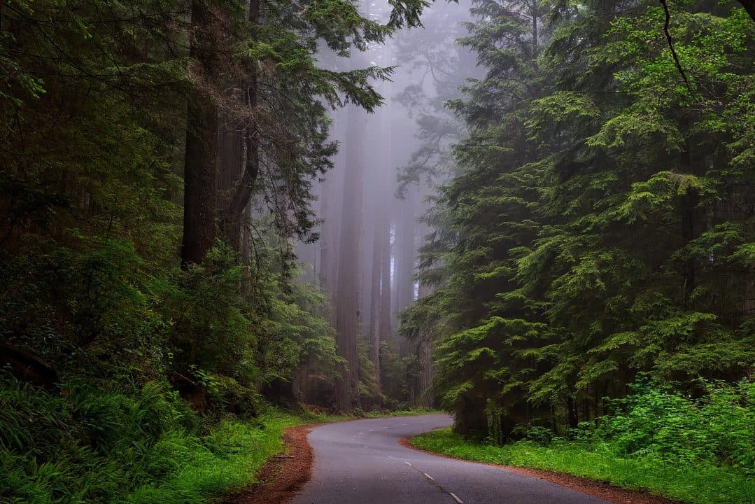California Redwoods and Your Congregation