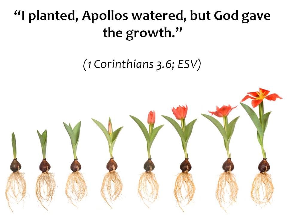 I planted, Apollos watered, but