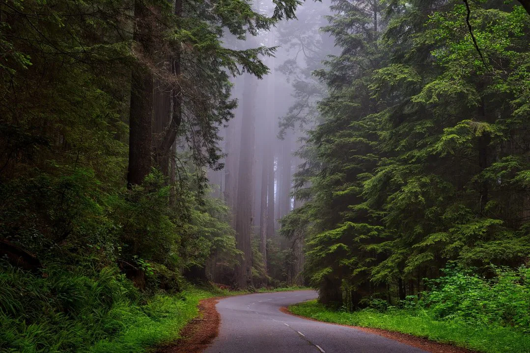California Redwoods and Your Congregation